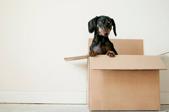 Dog sitting inside cardboard box